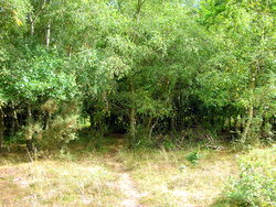 Sep 2013: 1A woodland